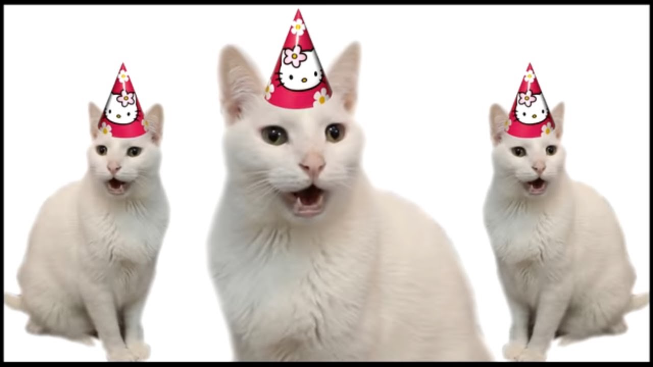 happy birthday from the cats youtube medium