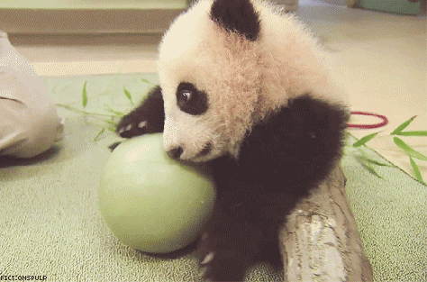 panda koala tumblr medium