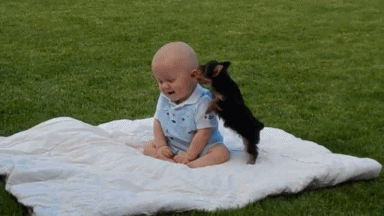 10 puppies desperately in love with babies the dog people by medium