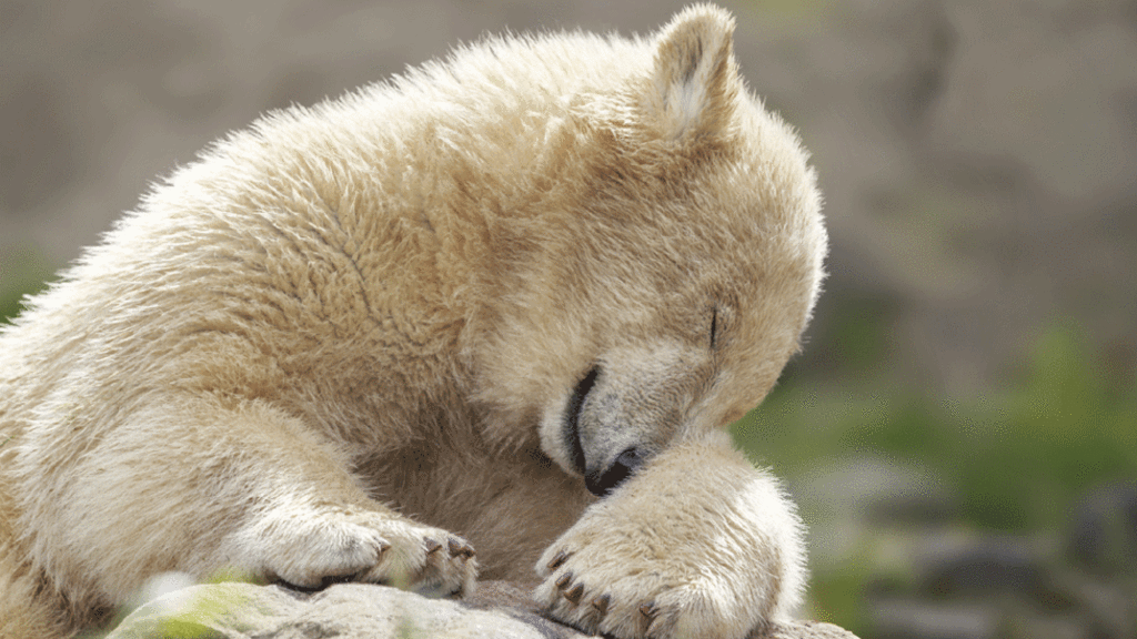 new phase in polar bear breeding plan polar bear scotland and bears medium