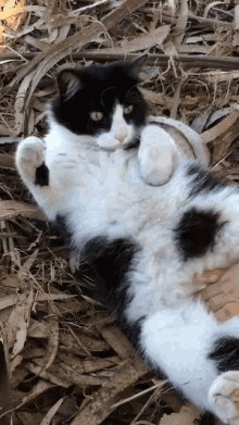 fat lazy cats gifs tenor medium