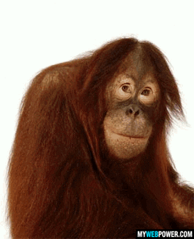 funny monkey gifs get the best gif on giphy medium