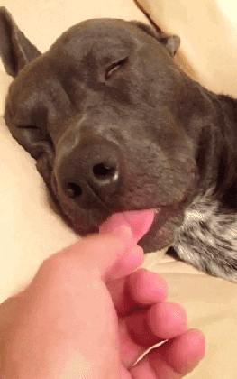 tired dog gif by afv pets find share on giphy medium