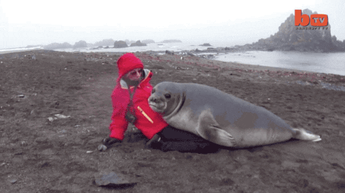 elephant seal gif find share on giphy medium