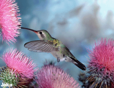 gifs de flores em movimento pesquisa google hummingbirds medium