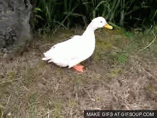 chicken comic duck gif on gifer by vugore medium