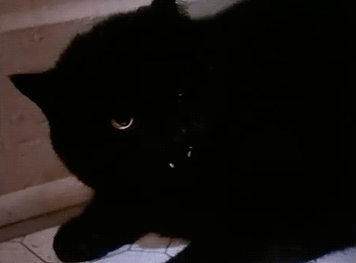 black cat kitten gif wifflegif medium