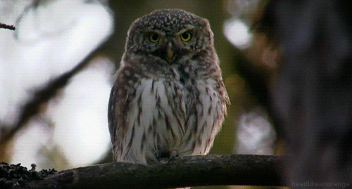 little owl gif by head like an orange find share on giphy medium