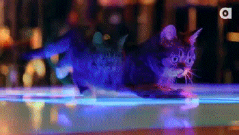 lil bub disco gif by internet cat video festival find share on giphy medium