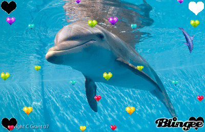 winter the dolphin for jadyn now or in the future pinterest medium