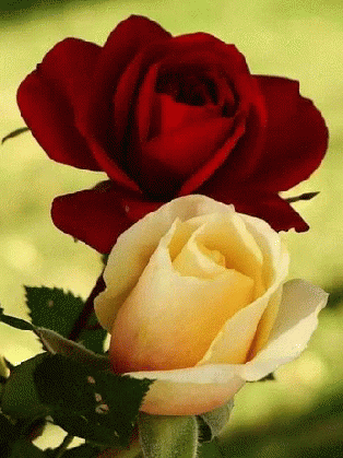 roses beautiful gif roses beautiful love discover share gifs medium
