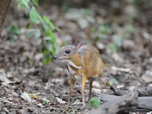 lesser mouse deer youtube naturaleza 6 pinterest creatures medium