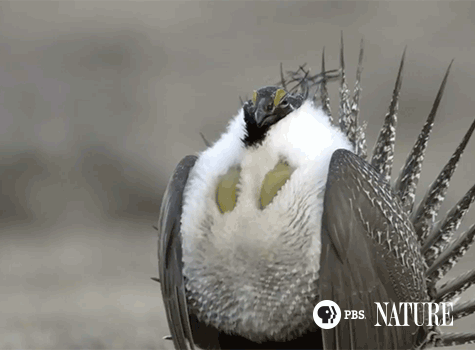 the male sage grouse has some tricks to establish mating rights the medium