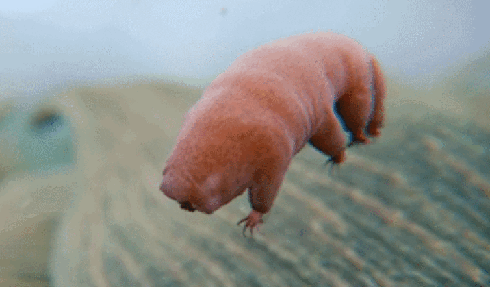 the tardigrade world s cutest microscopic animal is filled with medium