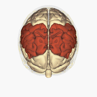 delving into the brain visual by daniel holten on prezi medium
