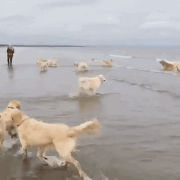 10 reasons this beach hopping dog is so excited to get in the water medium