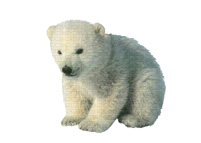 kaz creations animated polar bear kaz creations animated polar bear medium
