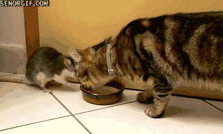 cat and rat drinking milk together kitty bloger medium