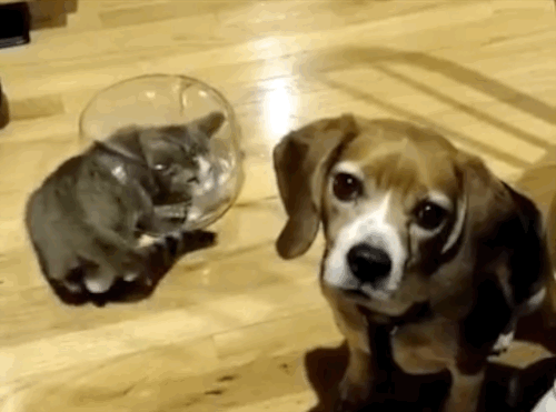 11 reasons why dogs are paws itively better than cats medium