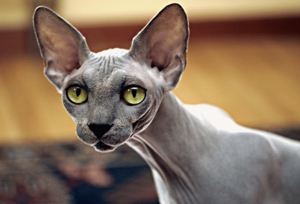 20 fun facts you didn t know about sphynx cats medium