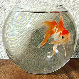white goldfish tumblr medium