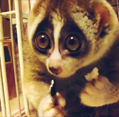lemurs as pets cute lemur eating popcorn 6 gifs animals medium