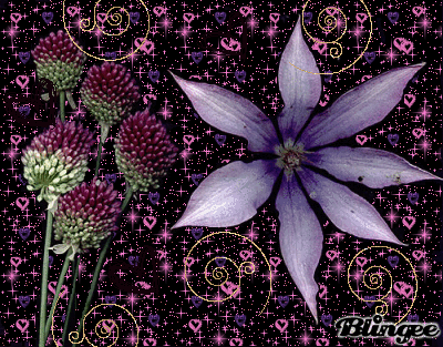 sini12 images beautiful flowers wallpaper and background photos medium