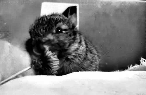 bunny eating gifs get the best gif on giphy medium