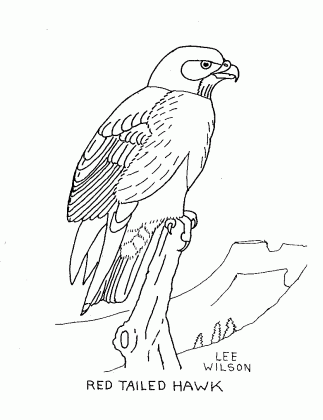 red tail hawk drawing at getdrawings com free for personal use red medium