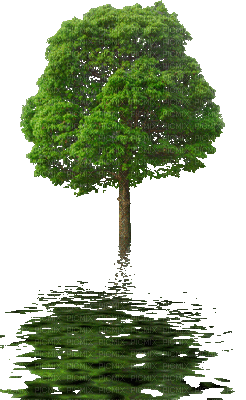tree animated nature caree transparent animation gif medium