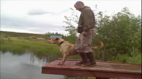 new trending gif on giphy dog fail man falling lake afv dock medium