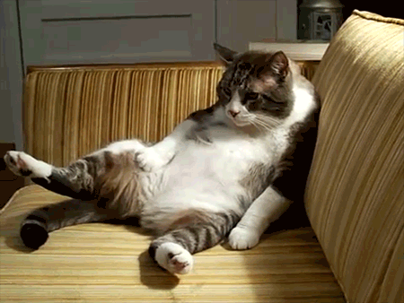20 cat gifs that perfectly describe your life pinterest medium
