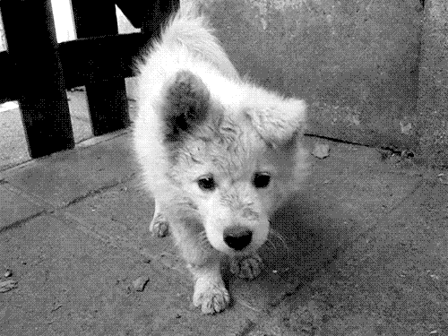 cute puppy dogs download foto gambar wallpaper film medium