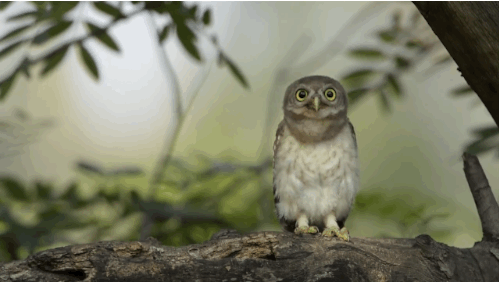 here s an adorable little owl bobbing his head you re welcome medium