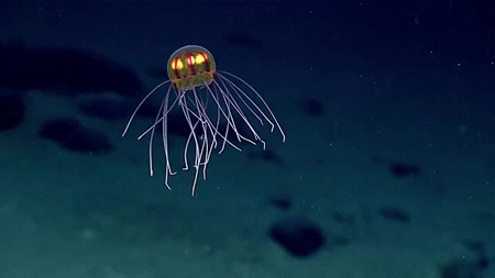 microsoft paint jellyfish discovered in the deep sea video medium
