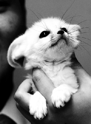 black and white fennec fox gif wifflegif medium