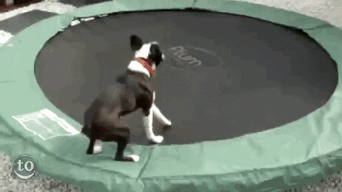 boston terrier gif find share on giphy medium