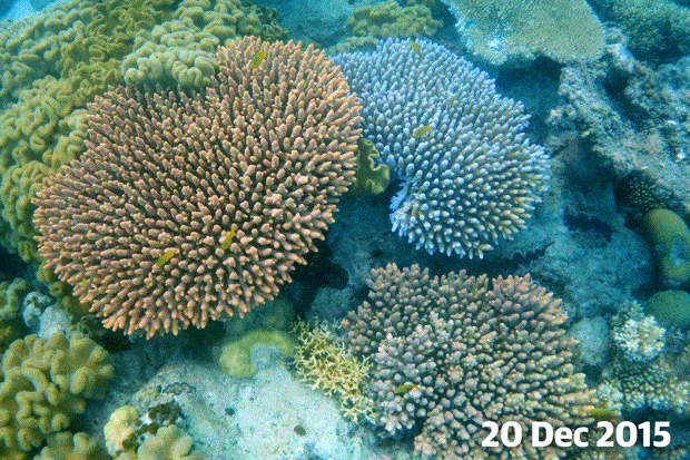 great barrier reef devastating images tell story of coral colonies medium