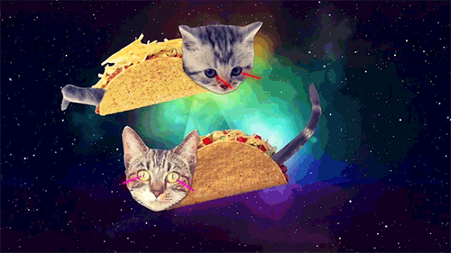 tacotuesday gif find share on giphy medium