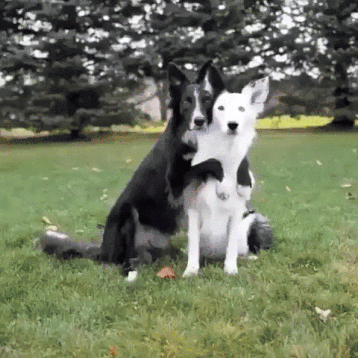 funny dogs posing for pictures pmslweb medium