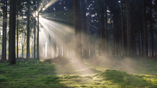 forest light gifs get the best gif on giphy medium