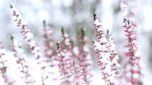 flowers gif pink snow white animated gif 5229214 by maria medium