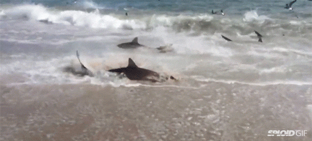 this beach infested with sharks on the sand is the most medium