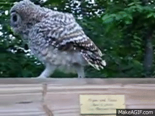 the owl strut baby barred owl strutting his stuff on make a gif medium