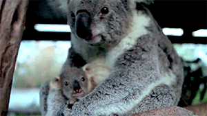 marsupials explain what it s like to be home for the summer medium
