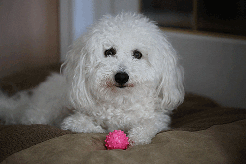 bichon poodle gifs find share on giphy medium