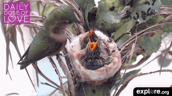 baby animal love gif by explore org find share on giphy medium