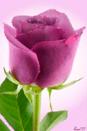 sparkling pink rose pictures photos and images for facebook medium