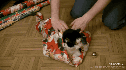 how to wrap your cat for christmas gif find share on giphy medium