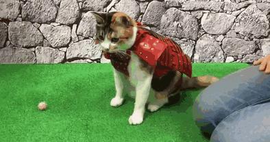 this japanese company makes samurai armor for cats and dogs bored medium